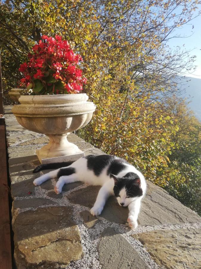 Bed and breakfast Le Ginestre Assise Extérieur photo