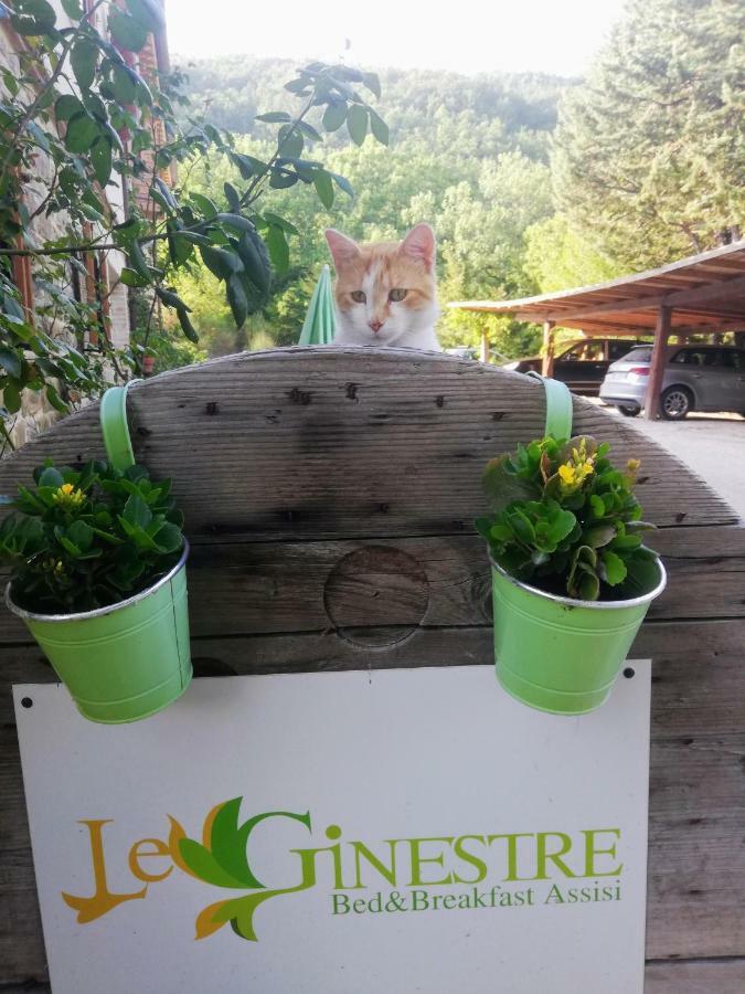 Bed and breakfast Le Ginestre Assise Extérieur photo
